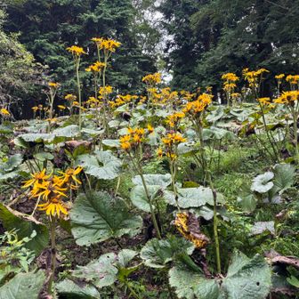 下山　花盛り
ハナノナアプリではウサギギクと出たのですが、花に詳しい方から教えて頂いた名前はマルバタケブキと言うらしいです。
