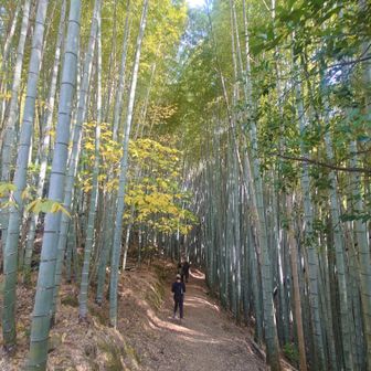 京都に来たみたい✨