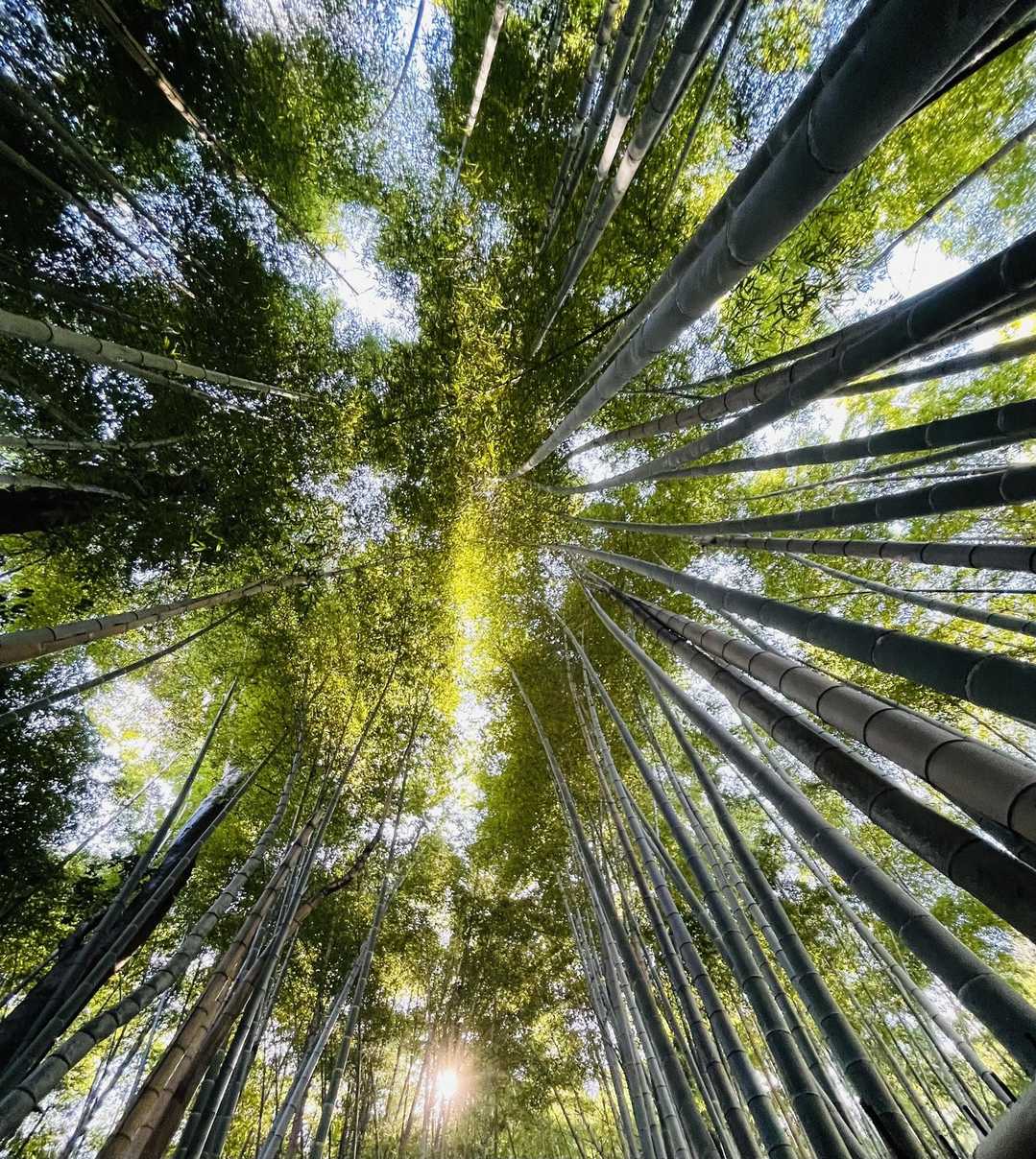 竹林が続きます