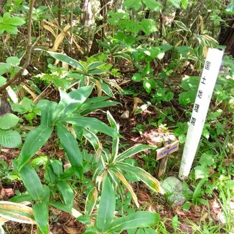 青葉山。クモの巣＆草露地獄