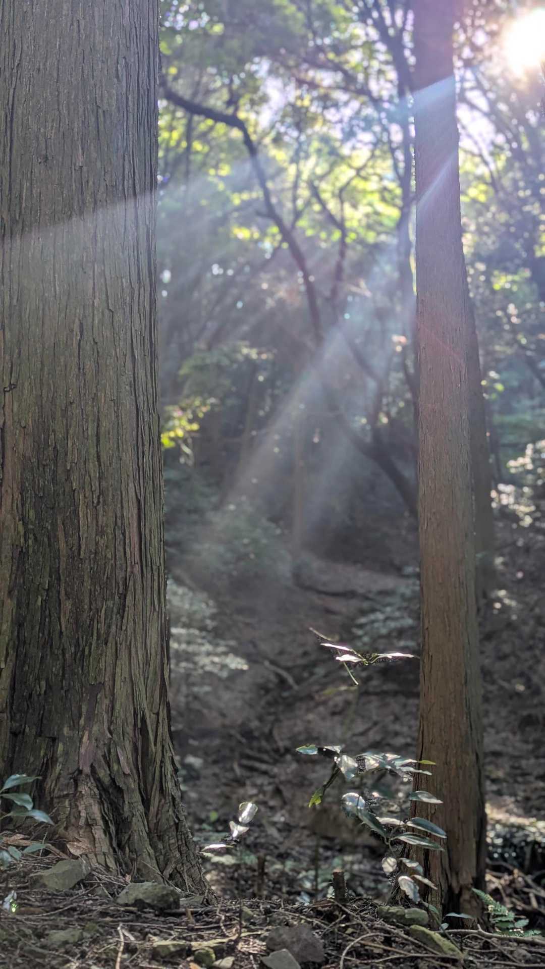 登山口近くの沢沿いの道
木漏れ日が素敵でした