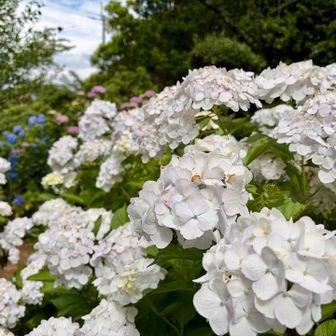 第一から第二駐車場の間にある織田公園内では
アジサイが見頃で、色とりどりとてもキレイな花を咲かせていました😍