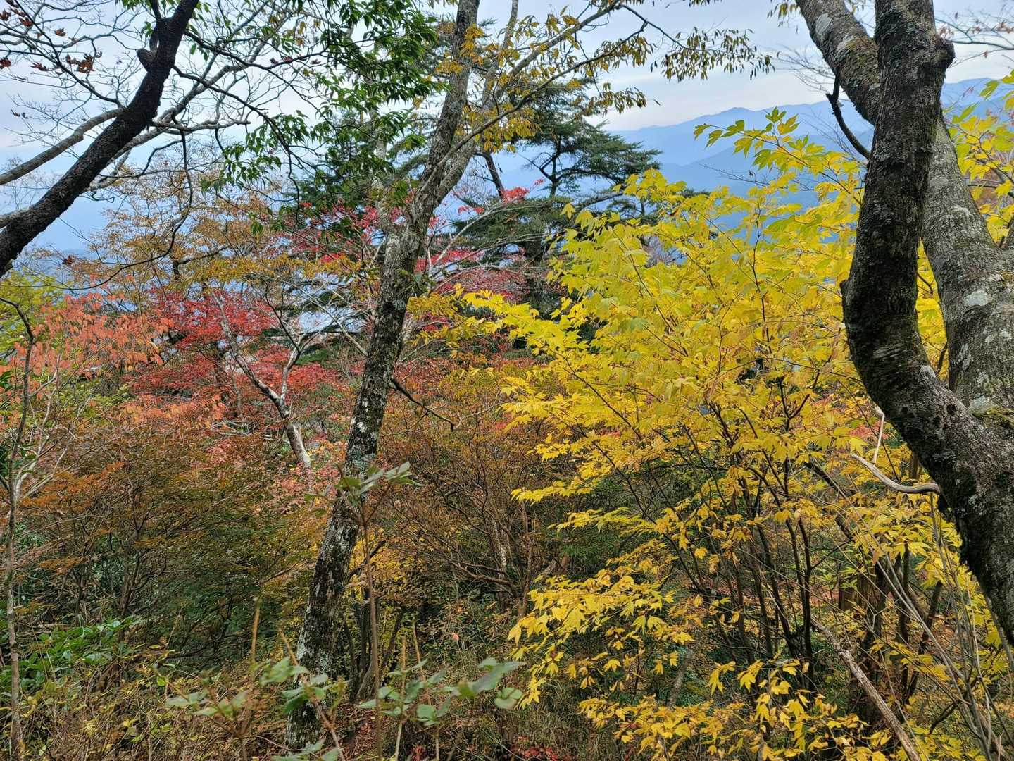 3合目登山口-夫婦杉-市房神社-市房山 往復コースの写真