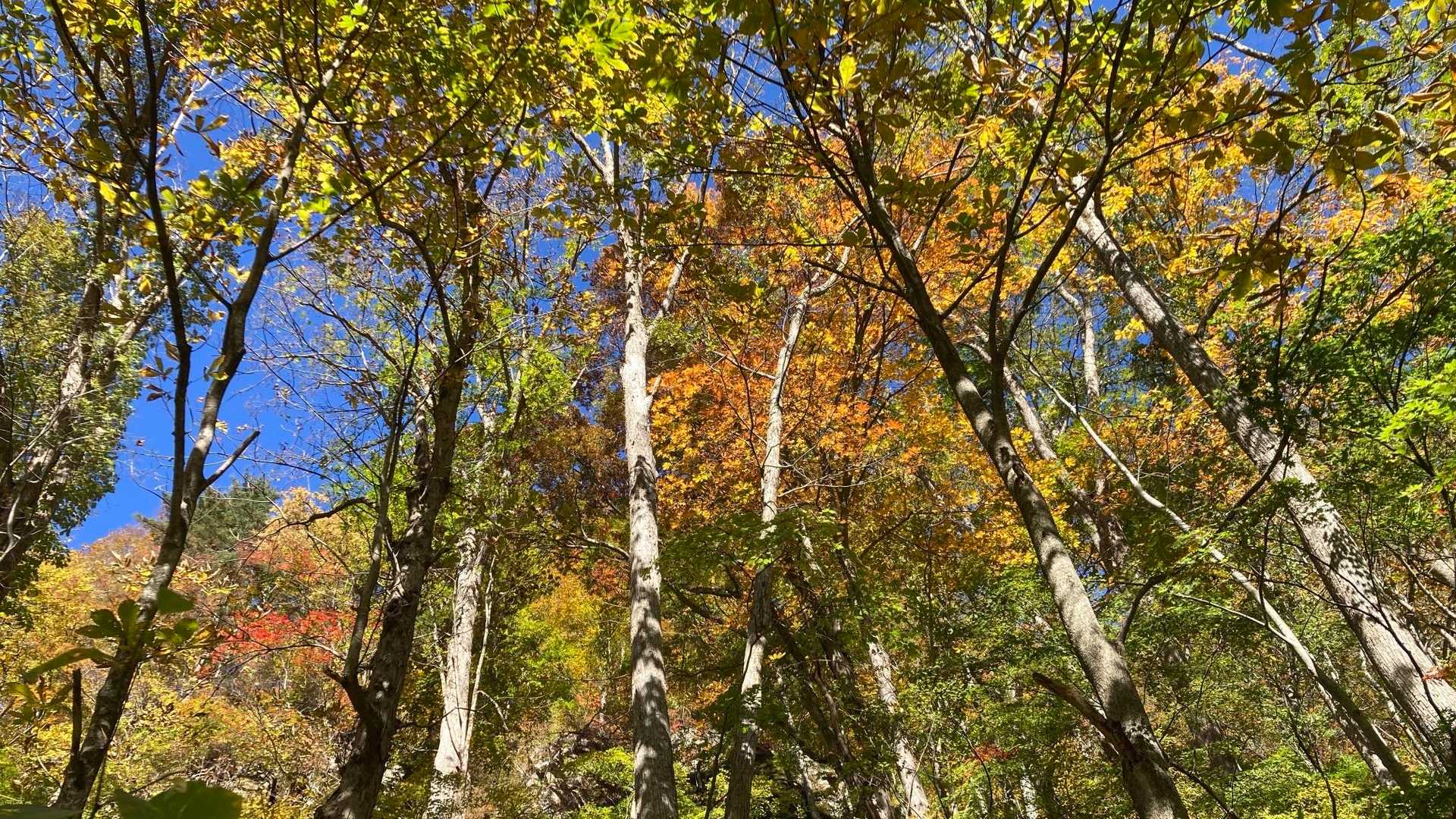 志津倉山登山口-志津倉山 周回コースの写真