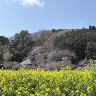 菜の花
香りがつーん