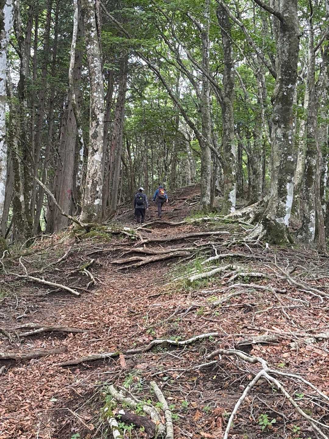 登りもあります
キツー、オーバーペースが足にきたぞ！