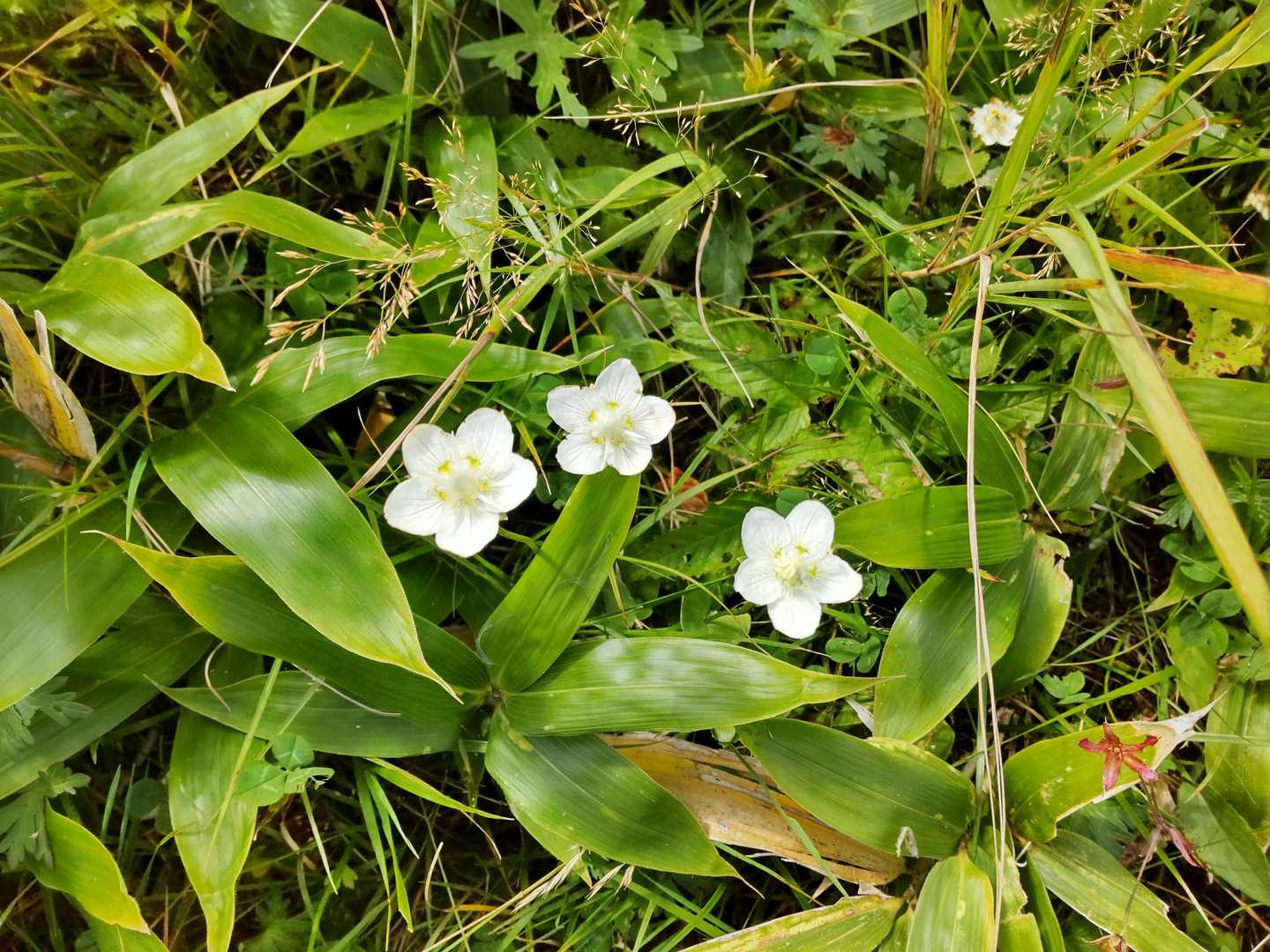 美ヶ原ハイキング道入口-牛伏山-山本小屋登山口-茶臼山 往復コースの写真