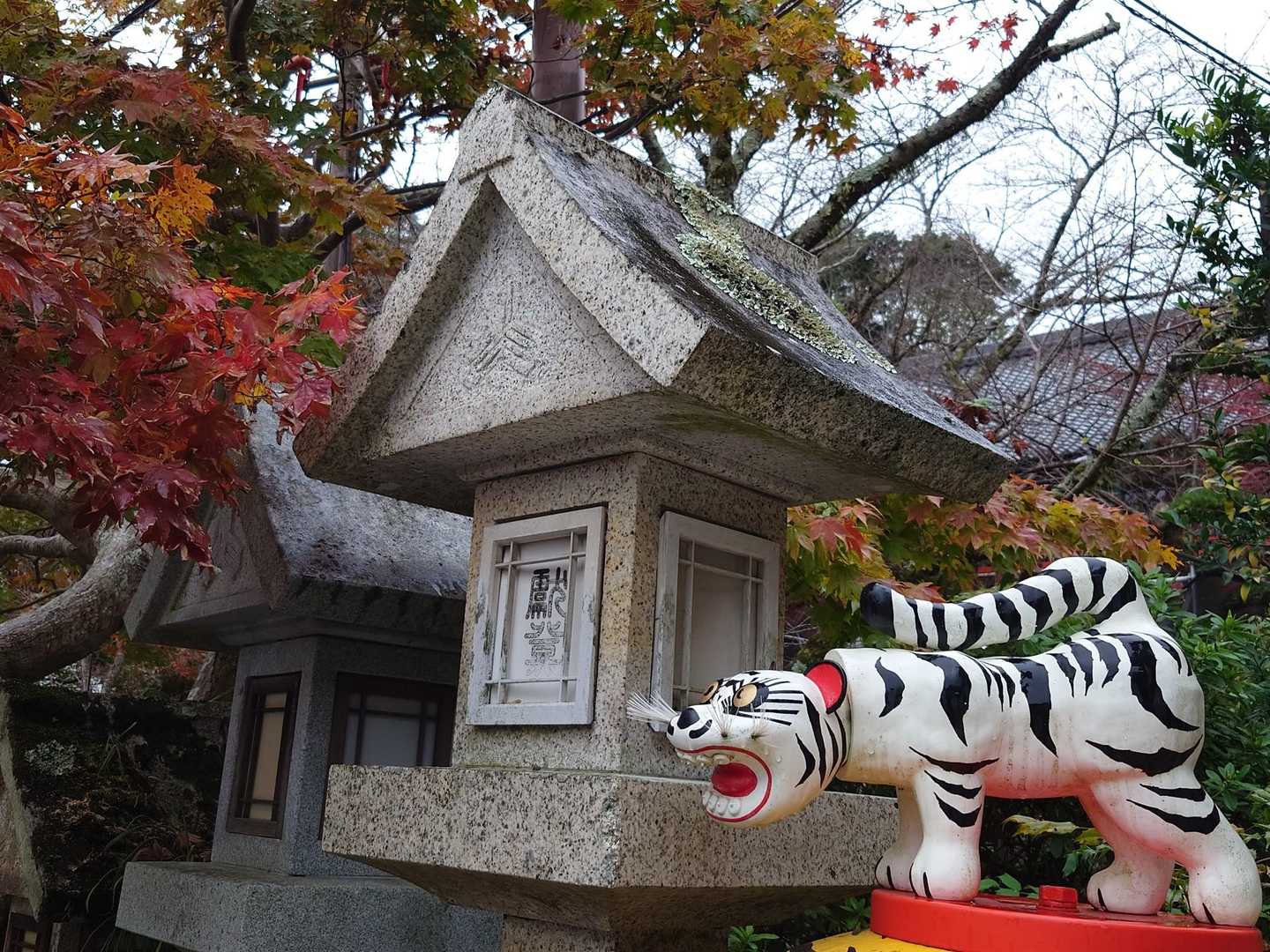 虎も紅葉🍁を見てるのね✨