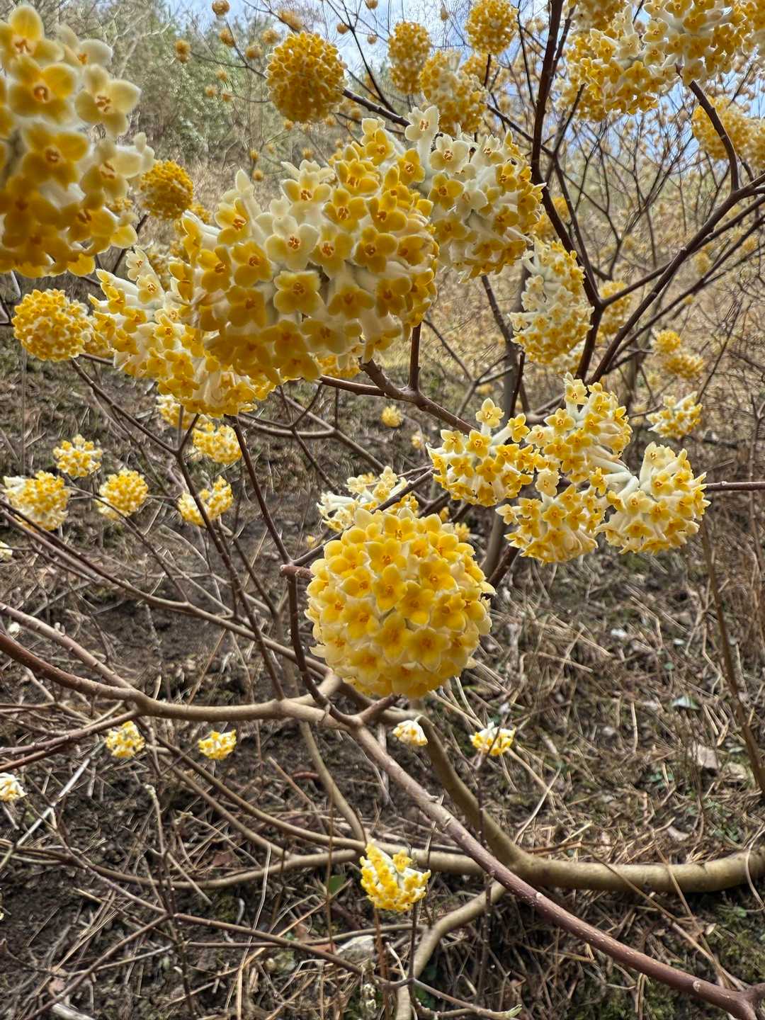 ミツマタ群生地🌼 青貝山へ / michichiのハイキングデータ | YAMAP / ヤマップ