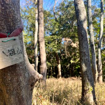 登山口から10分弱で到着した八祖山の山頂🏔️
分岐道から山頂まで、ほんの少しだけ藪ってたけど、そんな山道はここだけ🌱
ここはパスしてもよかったかなー
アルプス道は最初から最後まで快適でした🎵