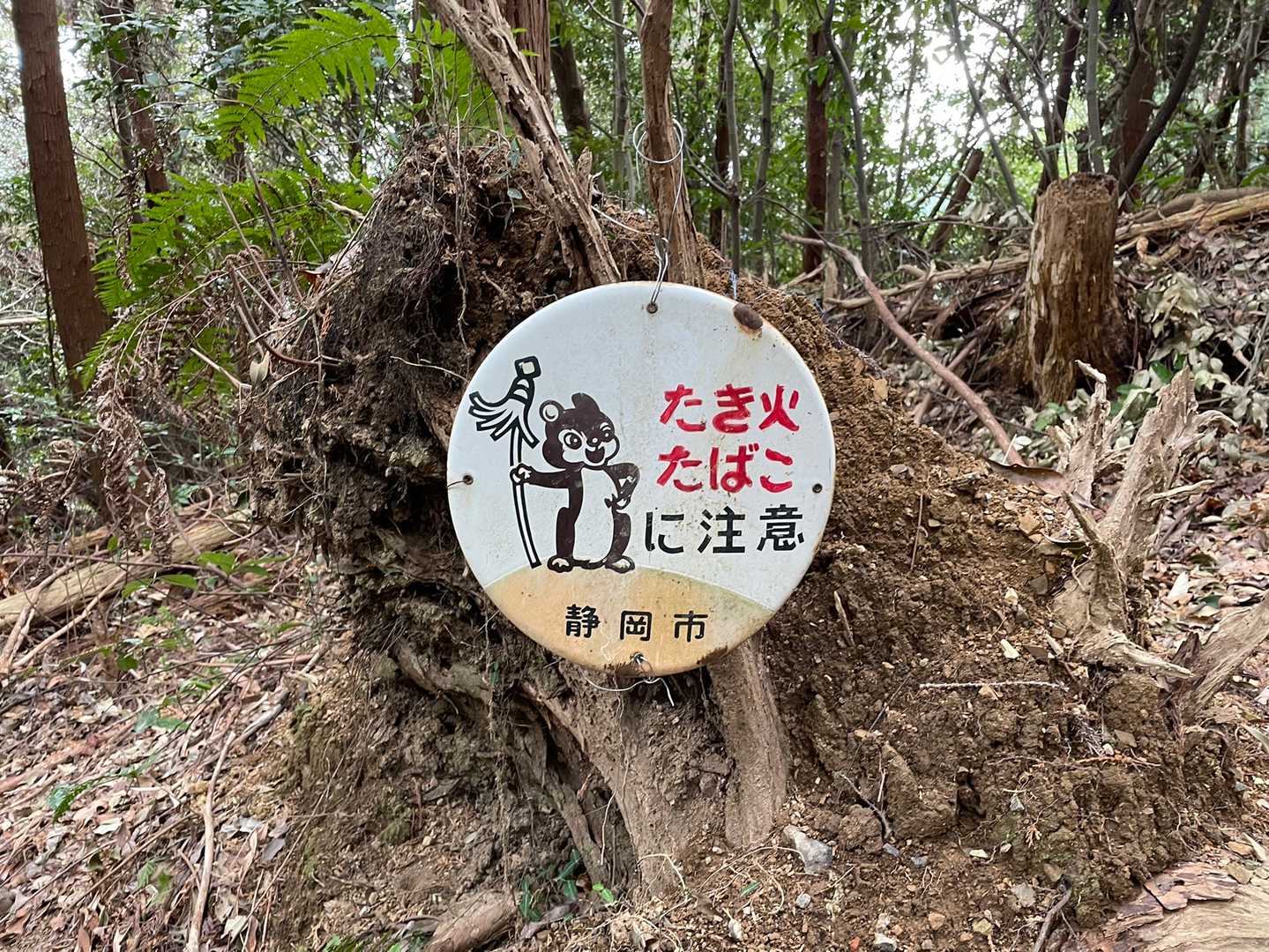 マトイちゃん🐿