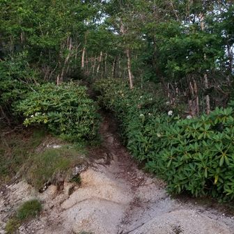 テント場を後にして登山道を登ります。