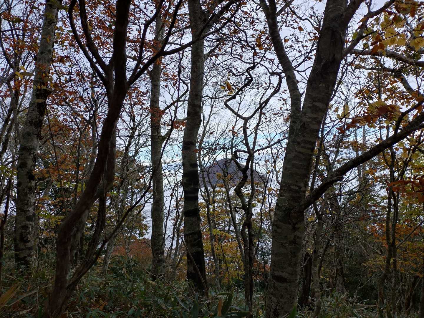 雲海にぽっかり浮かぶ山、あれは二岐山？