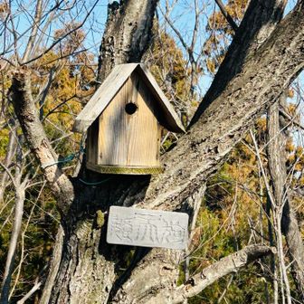 あちらこちらに巣箱あり。でも巣箱に鳥さんはいない
