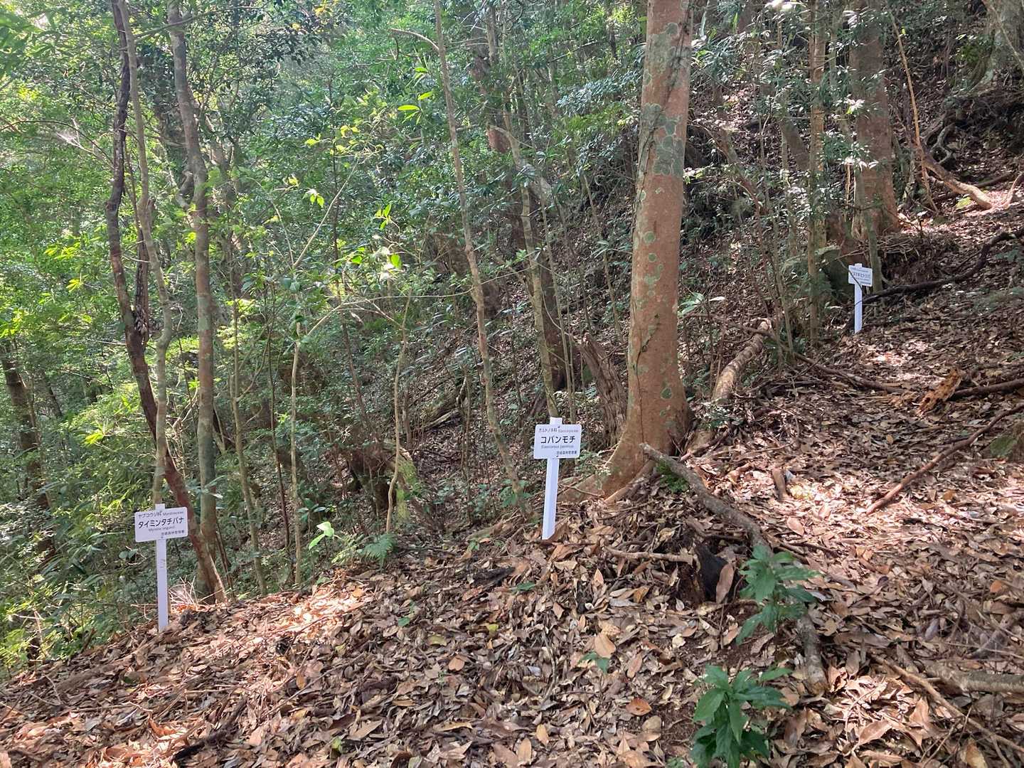 全部の木にあるんじゃないかと思うほど看板が立っています