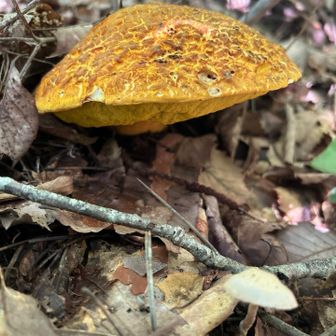きのこ🍄‍🟫