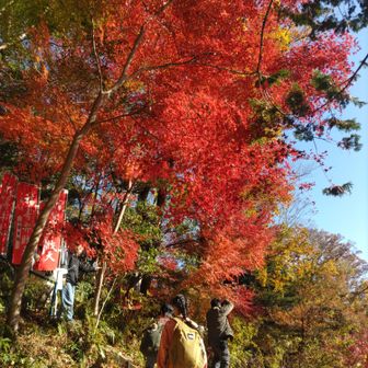 弁財天近くの🍁燃えるような赤！
