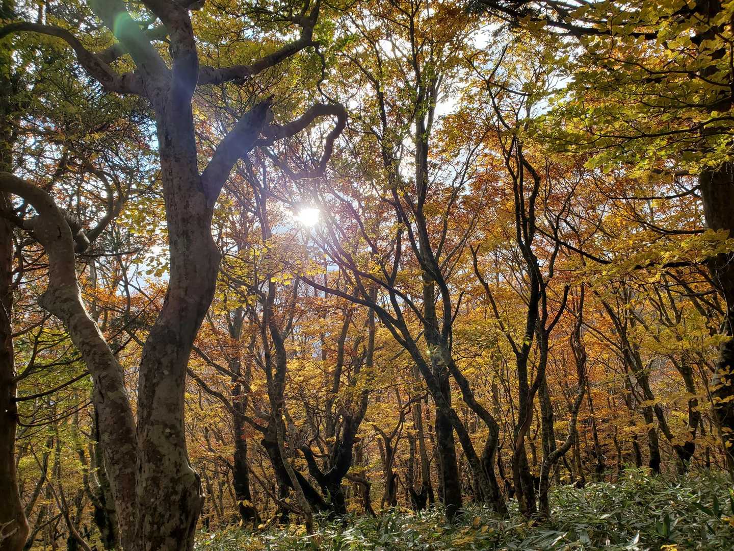 一瞬、顔を出した太陽☀️がブナ林を照らす✨
