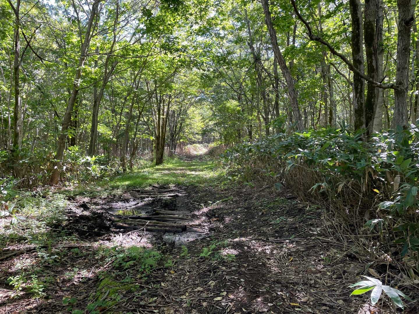 喜茂別コース入口-尻別岳 往復コースの写真
