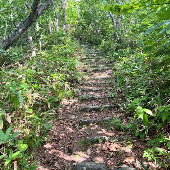 道は細くなり登山道って感じになる。