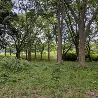 ん？くじら山って山頂標が見えてるよね？