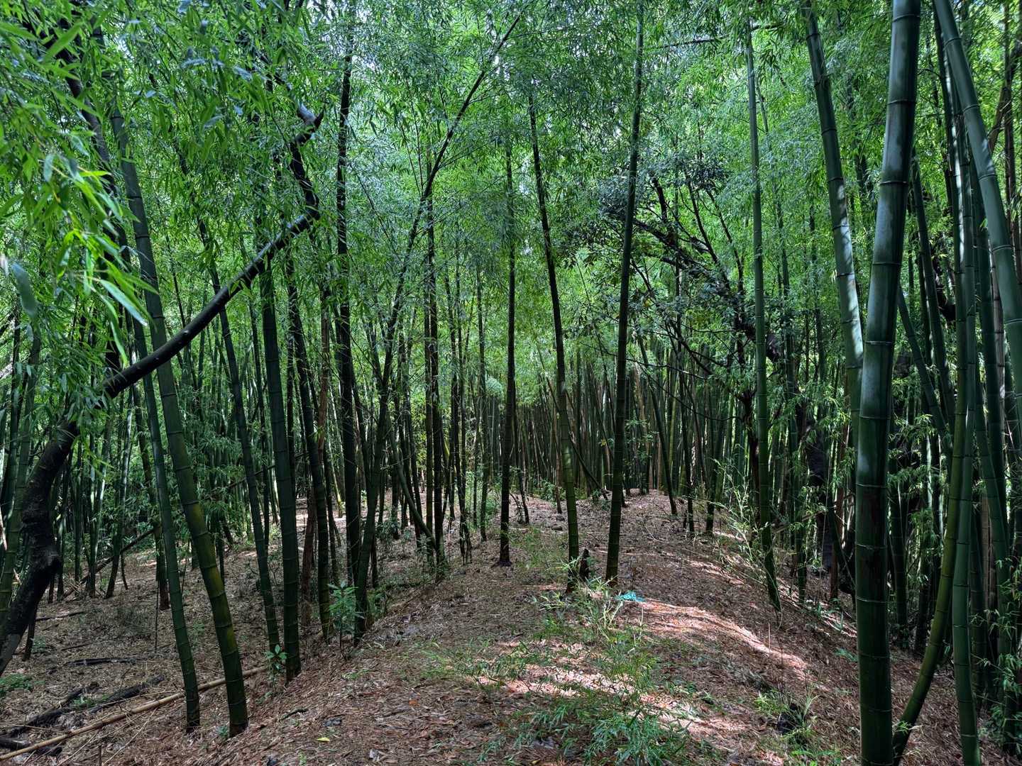 卯辰山 往復コースの写真