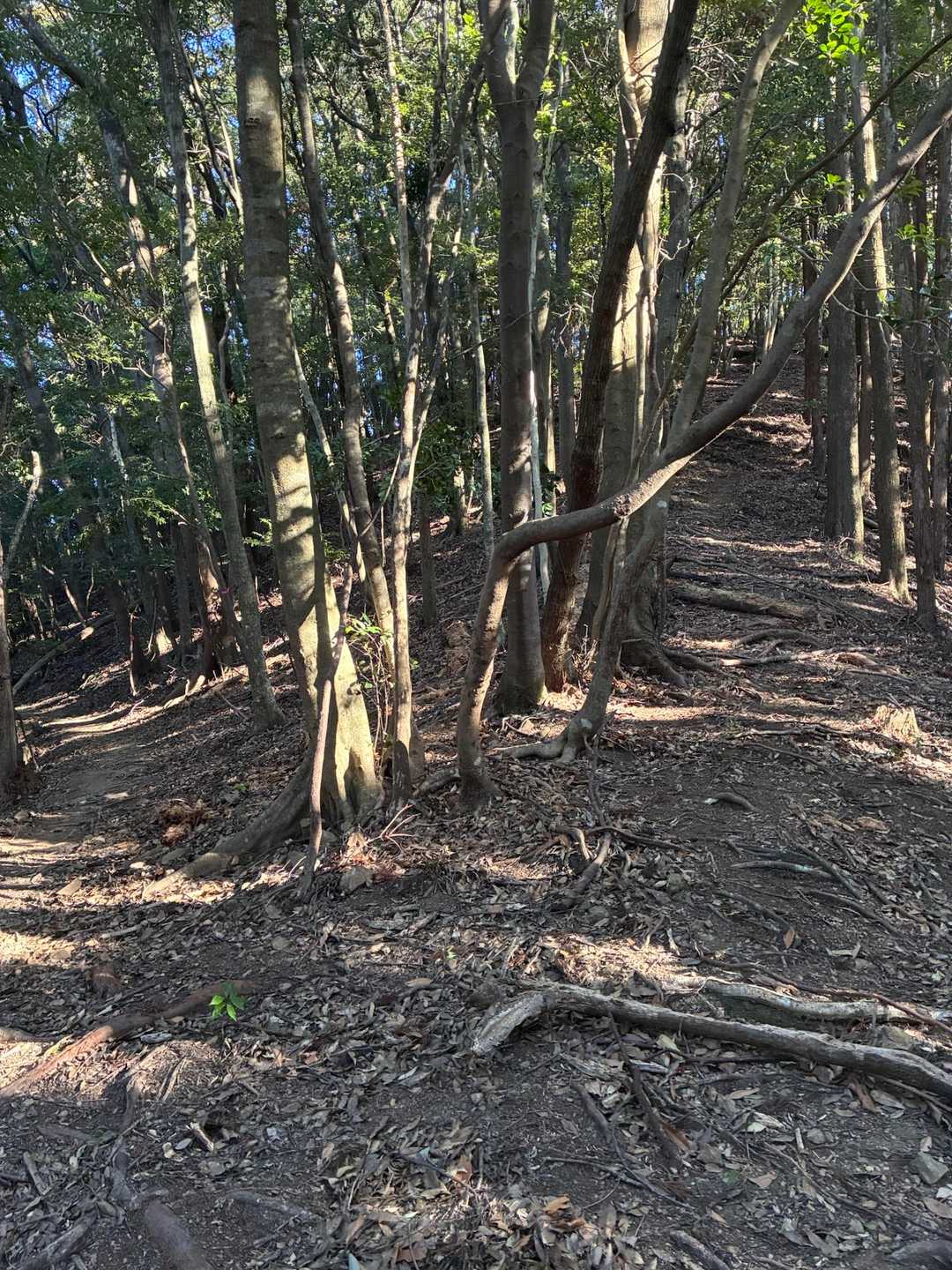 ピンクテープが無ければ右に進んでしまいそう