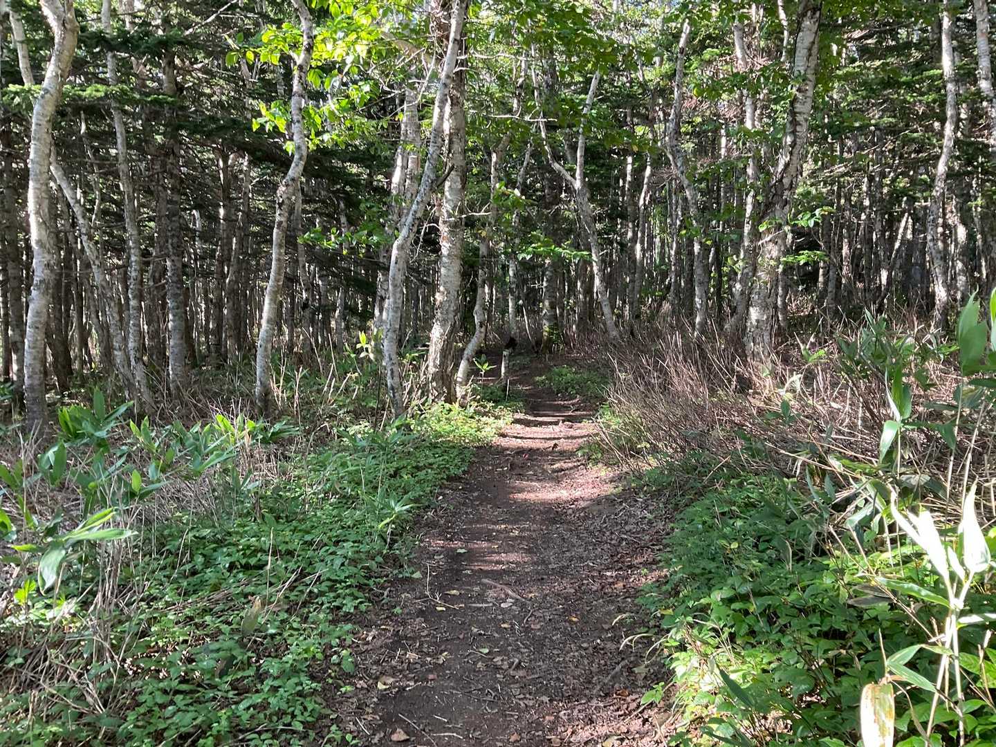 礼文岳-礼文岳登山口 縦走コースの写真