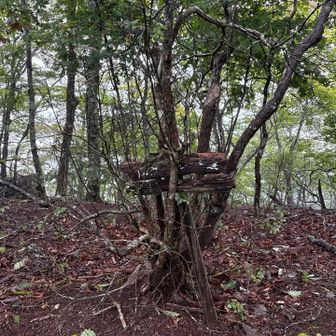 案内標識は朽ち果てつつある模様。