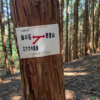この分岐で少し迷う💦