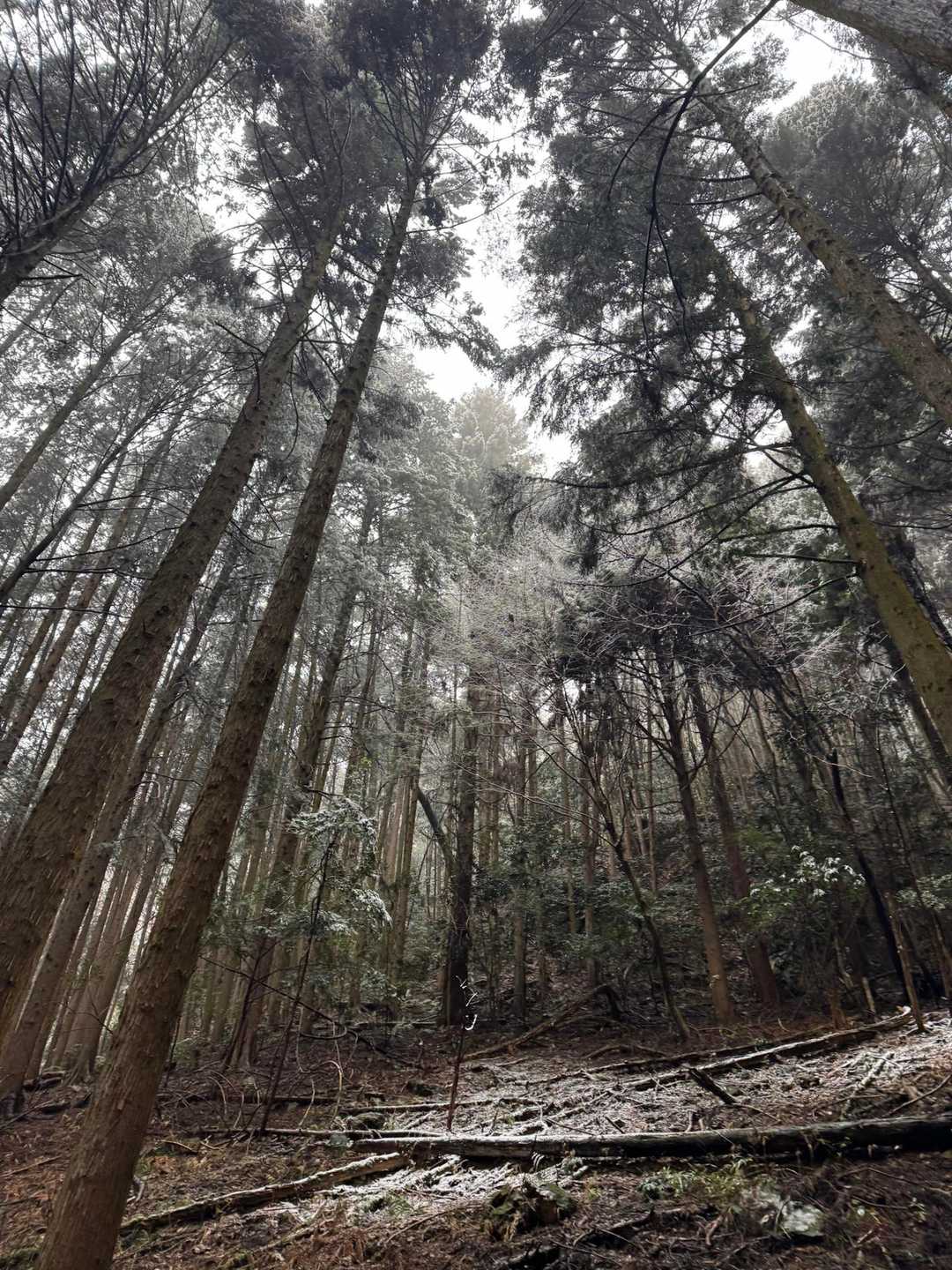 太平山-顔振峠 周回コースの写真