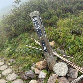牛首分岐。