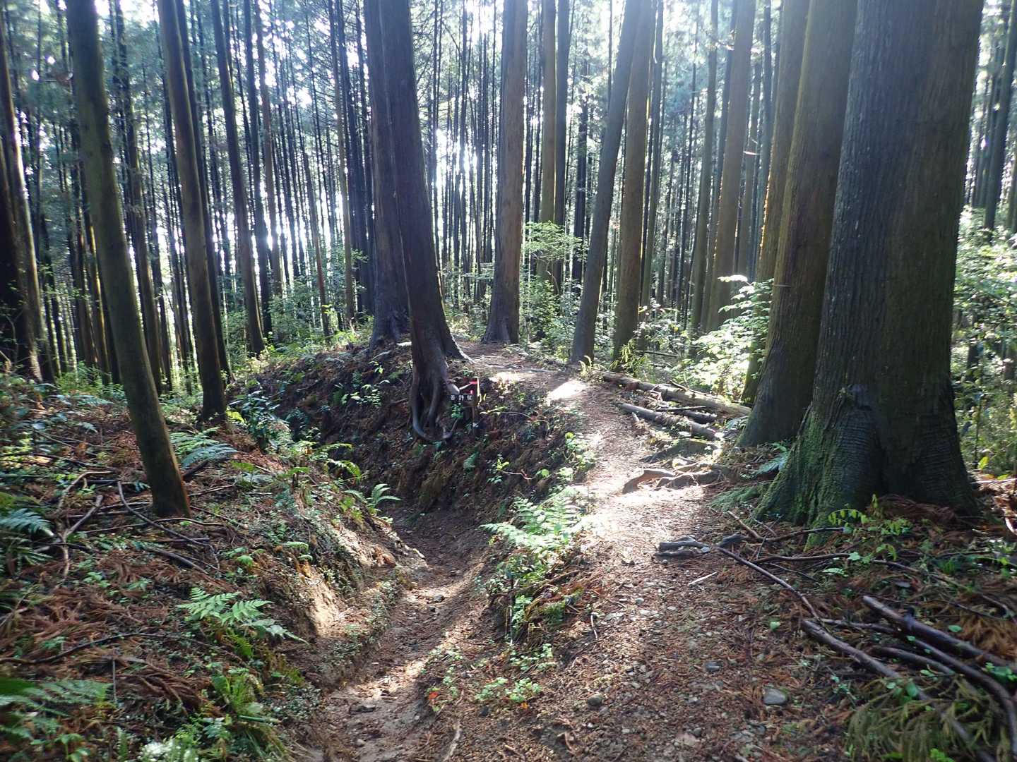 吾野駅-栃屋ノ頭-六ツ石ノ頭-滝不動 周回コースの写真