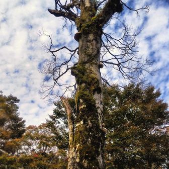白骨樹見上げて