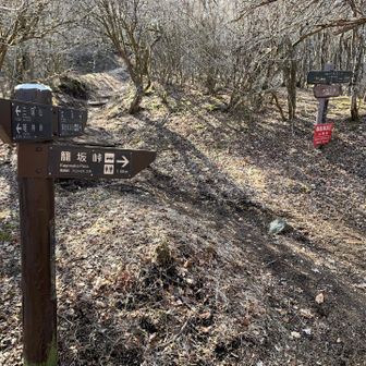 籠坂峠への分岐。畑尾山、立山は左へ