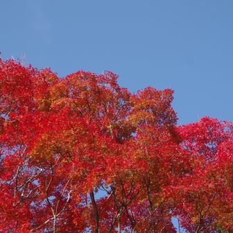 若草山・芳山・高円山 今が紅葉🍁の見頃