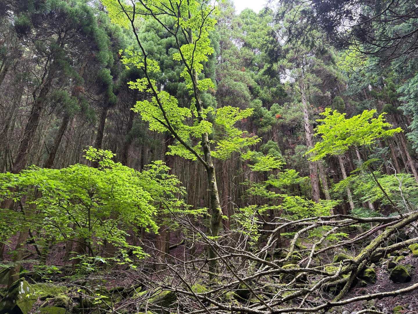お～なんかキレイ🌿