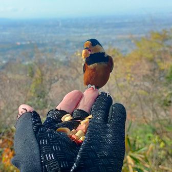 (雄岳)の後、銀峰へ向う途中、出会いの広場展望所でﾔﾏｶﾞﾗ🐦が集まるﾎﾟｲﾝﾄが有りました〜😍　日頃の心掛けが良かったのか😁天皇陵で御参りしたのが良かったのか…😂　ﾗﾂｷｰ〜😆　眺望の良いここでお昼を食べながら1時間程ﾔﾏｶﾞﾗ🐦と戯れてみました〜🤣