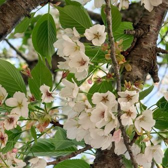 桜がまだギリギリ咲いてた🌸