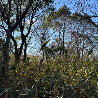 野生化したツルバラに苦戦しつつ、何とか紫谷山に到着。山名標識は…