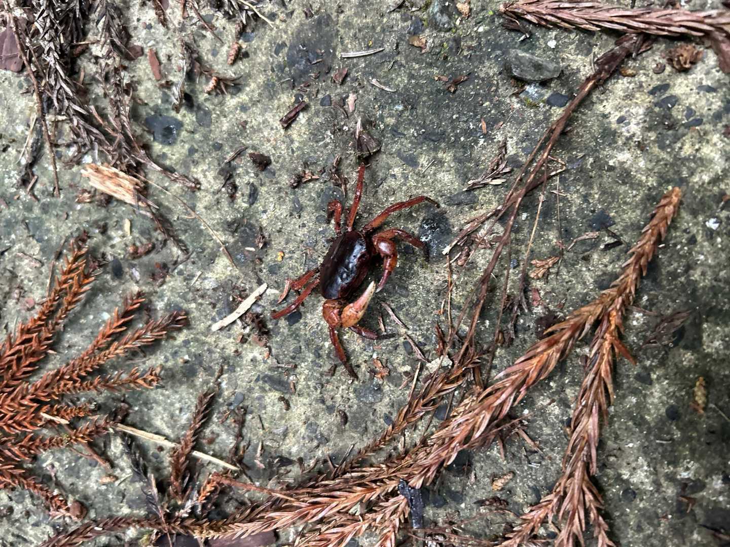 小さなサワガニに癒されます
