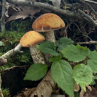キノコ🍄‍🟫　多分イグチ科
キノコ勉強中
