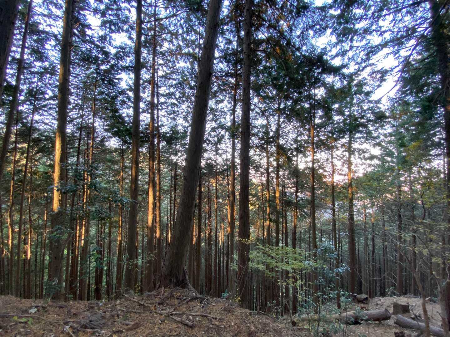 弁天山-桜山 往復コースの写真