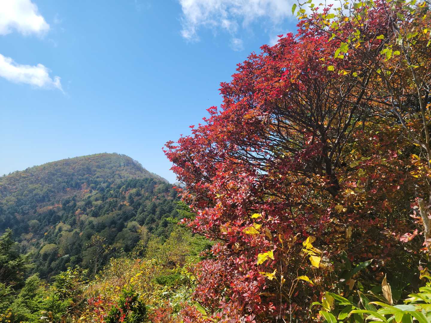 🍁と飯縄山
