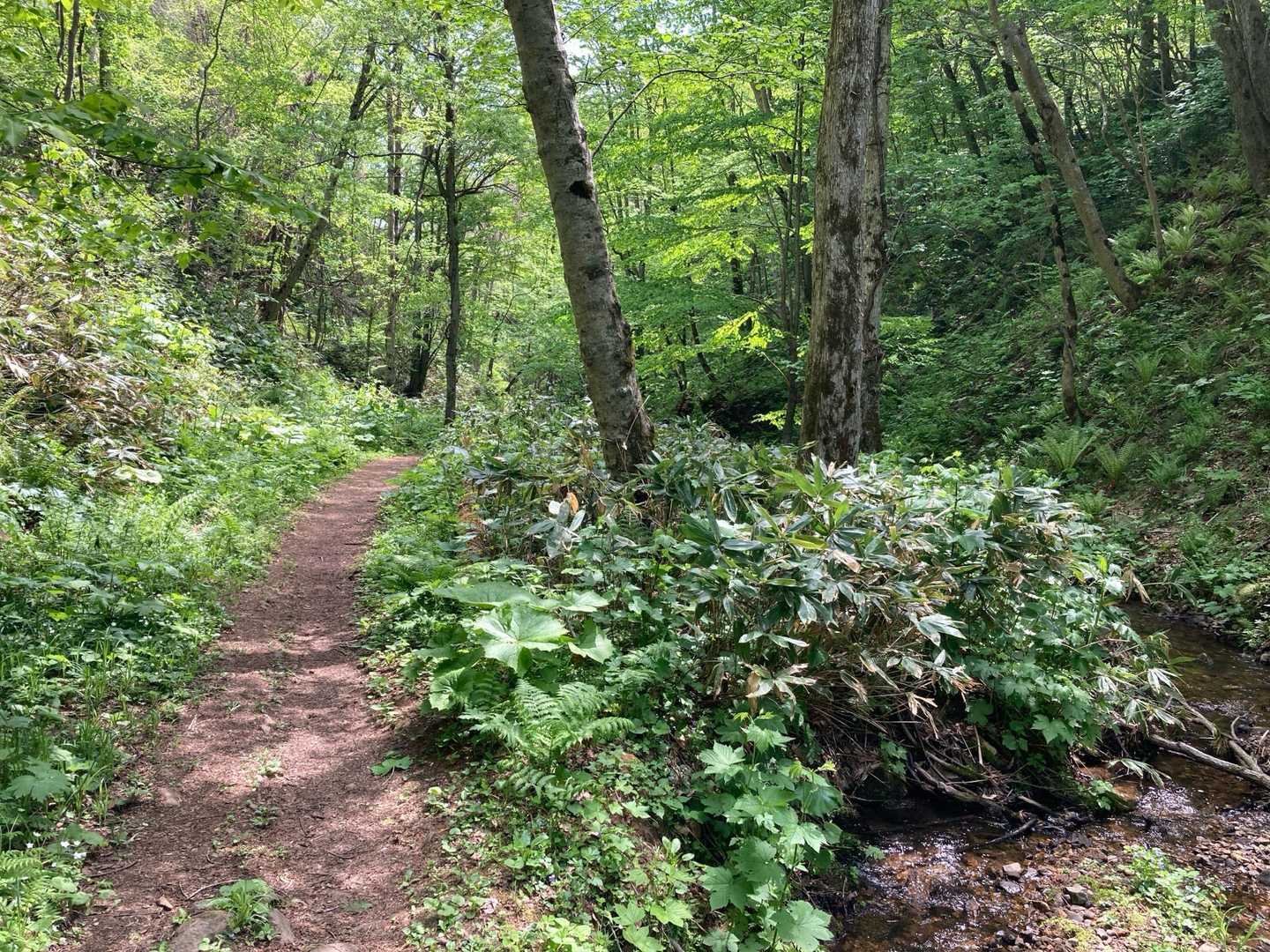 　　沢の辺りまで下山すると。。。❗️
　　まるで夏の様な、セミの鳴き声🎶🎶

　ありがとうございました😊　砥石さん
　　春🌸にちょっと冬の名残り❄️に夏の訪れを感じられた。。贅沢な朝の砥石山でした☺️