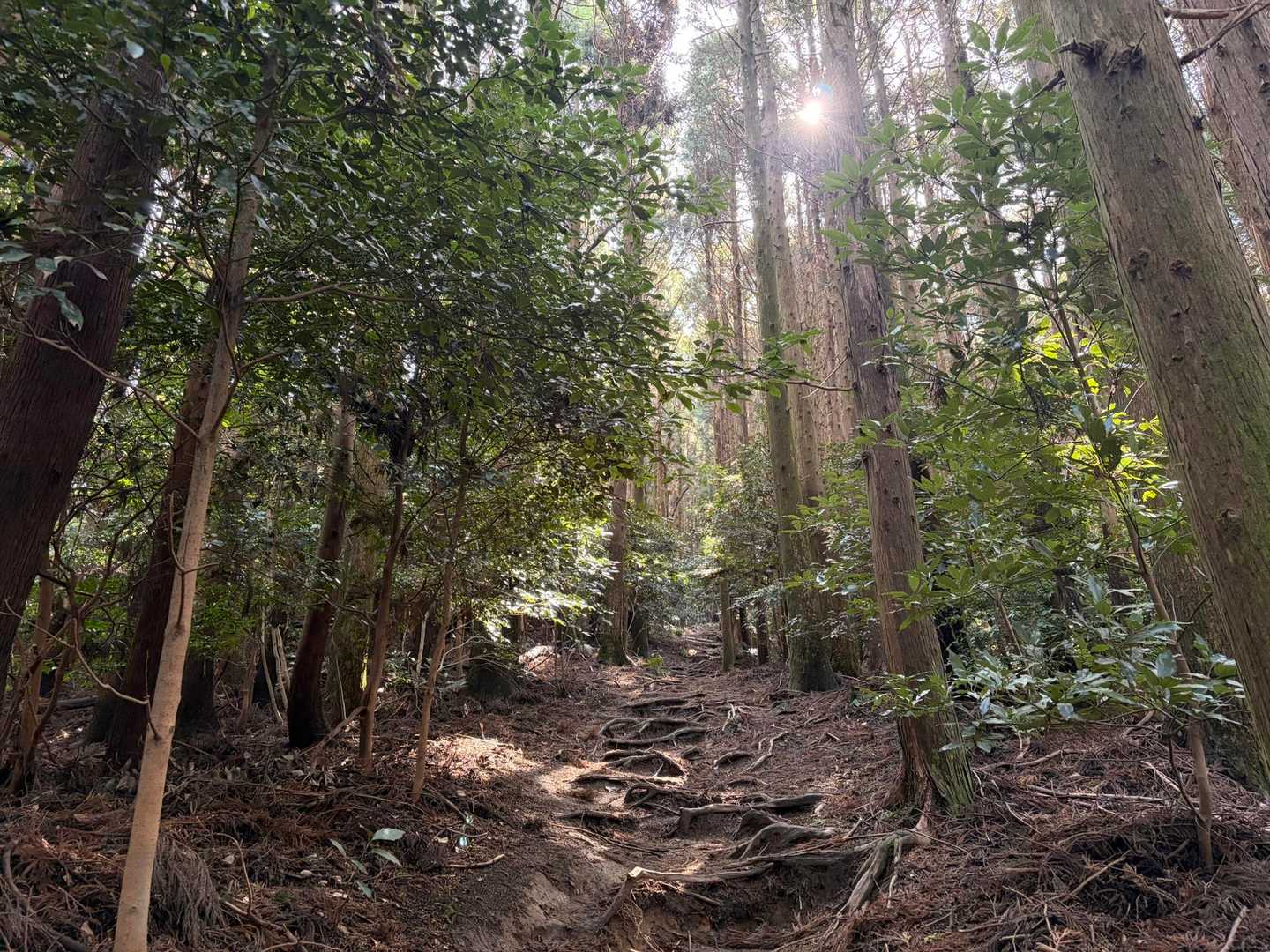 ゆっくり登ります