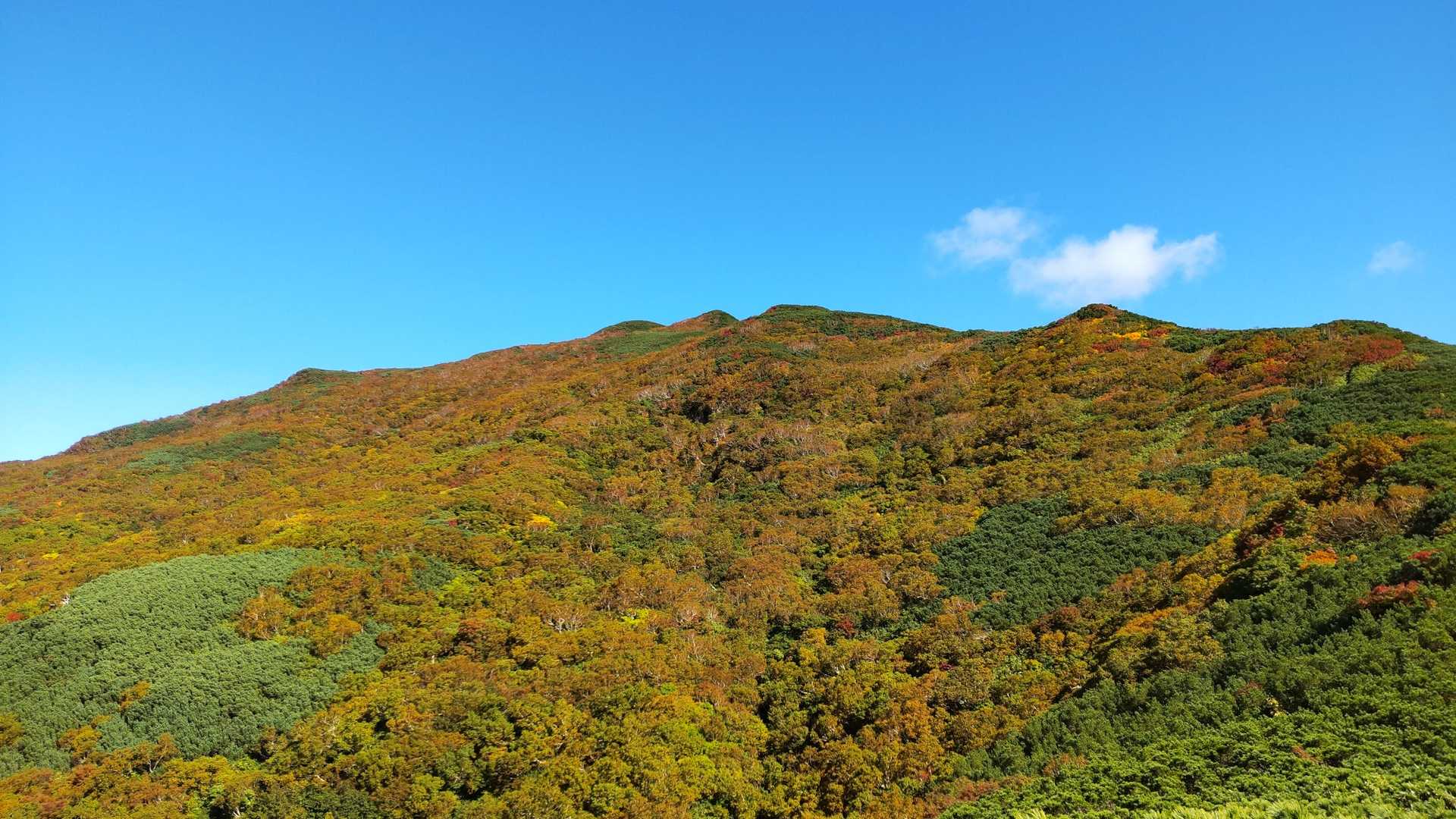朝より色付いた？🍁