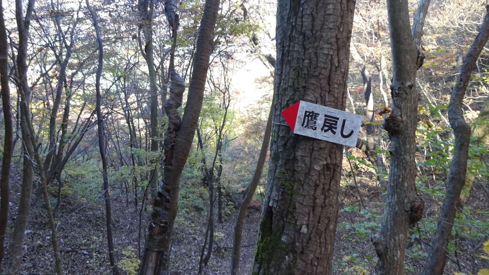 いよいよ鷹戻しに近づいてきた。