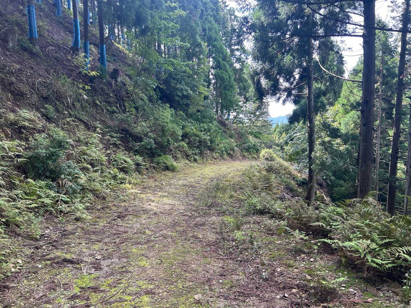 ろくろ山登山口からは林道歩き
