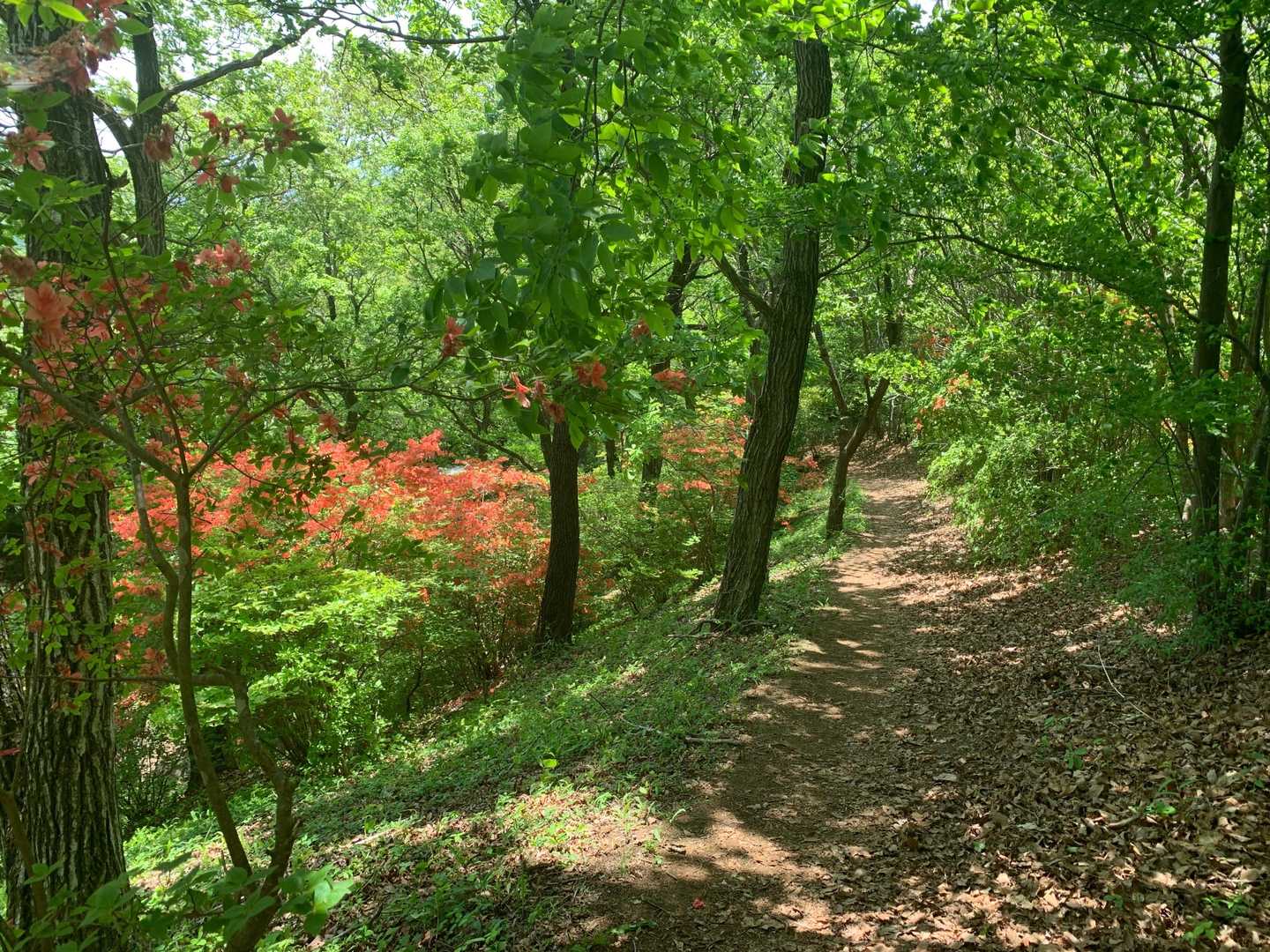 経塚バス停-旧定峰峠-大霧山-大霧山登山口-二本木峠-愛宕 縦走コースの写真
